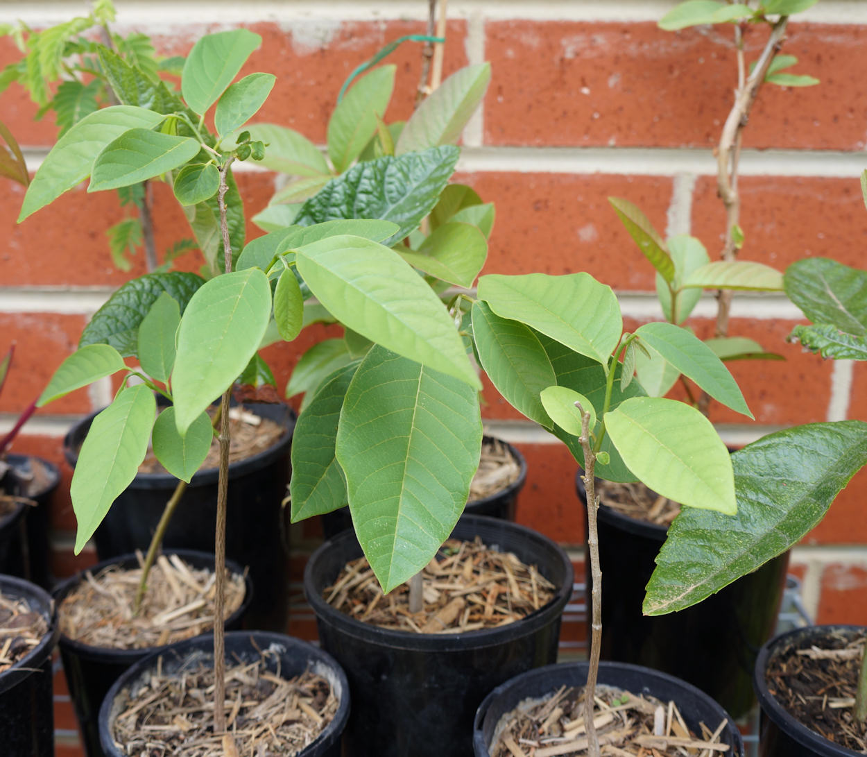 custard apple tree