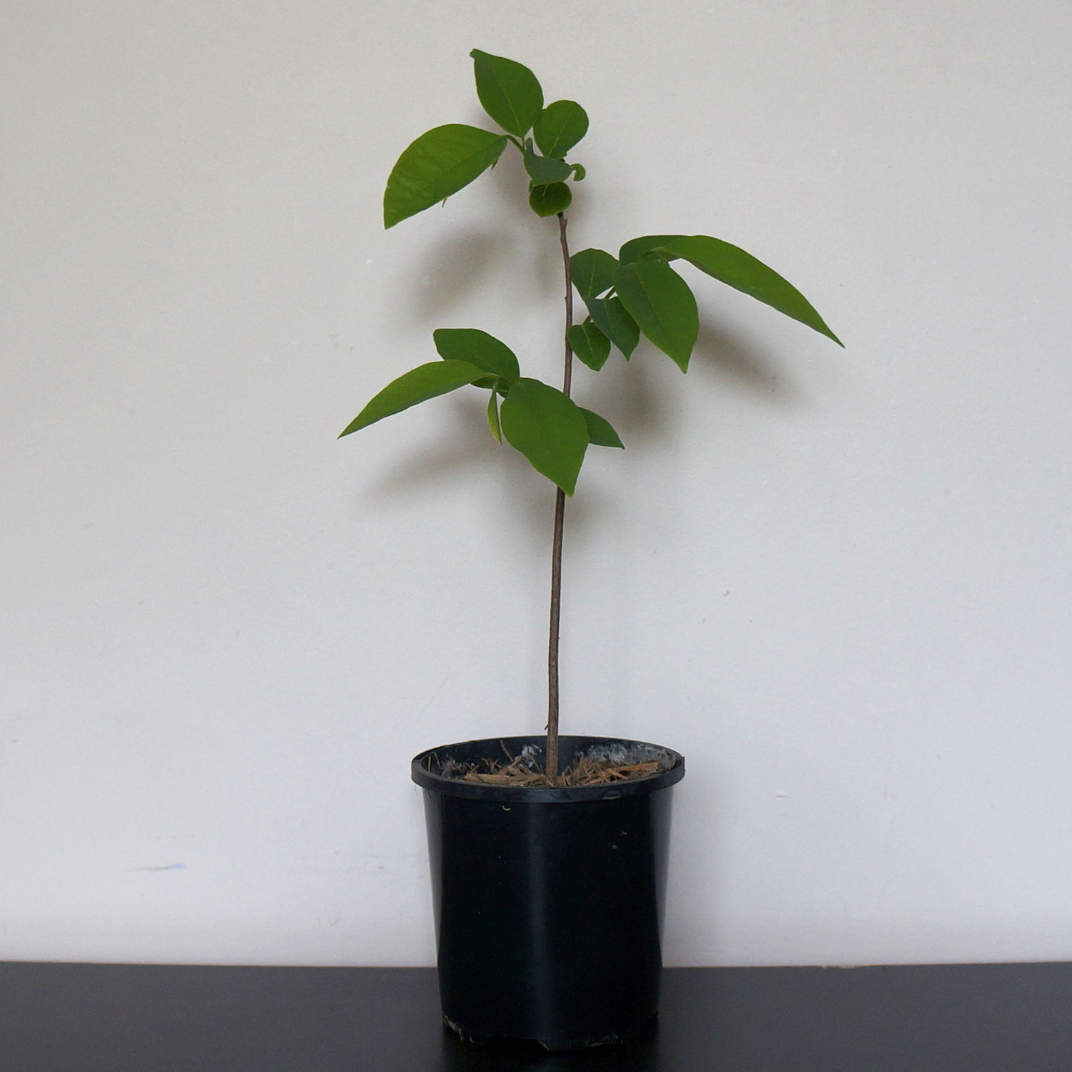 custard apple tree