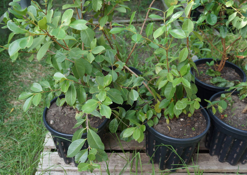 custard apple tree