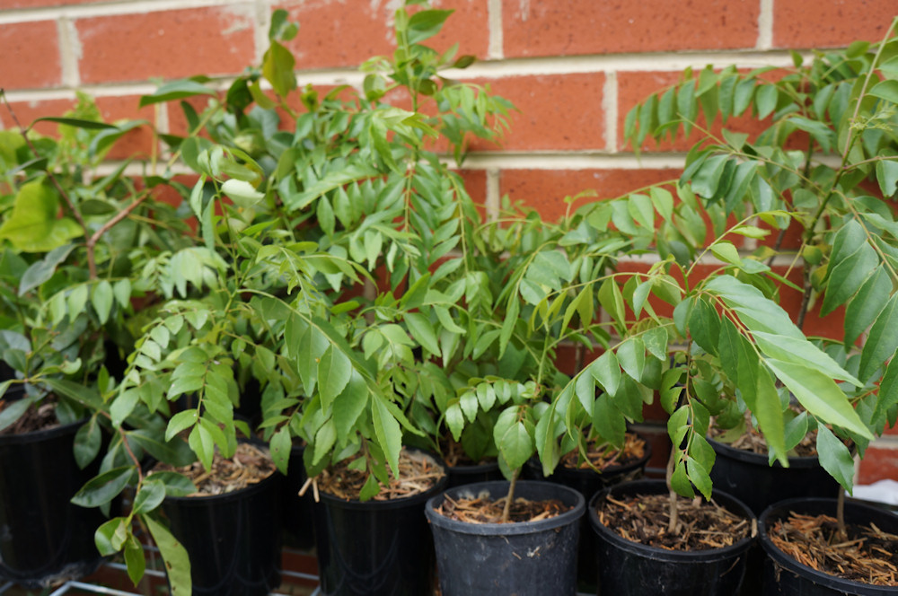 curry leaf tree