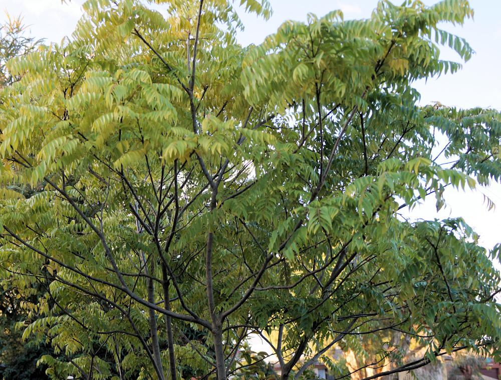 curry leaf tree