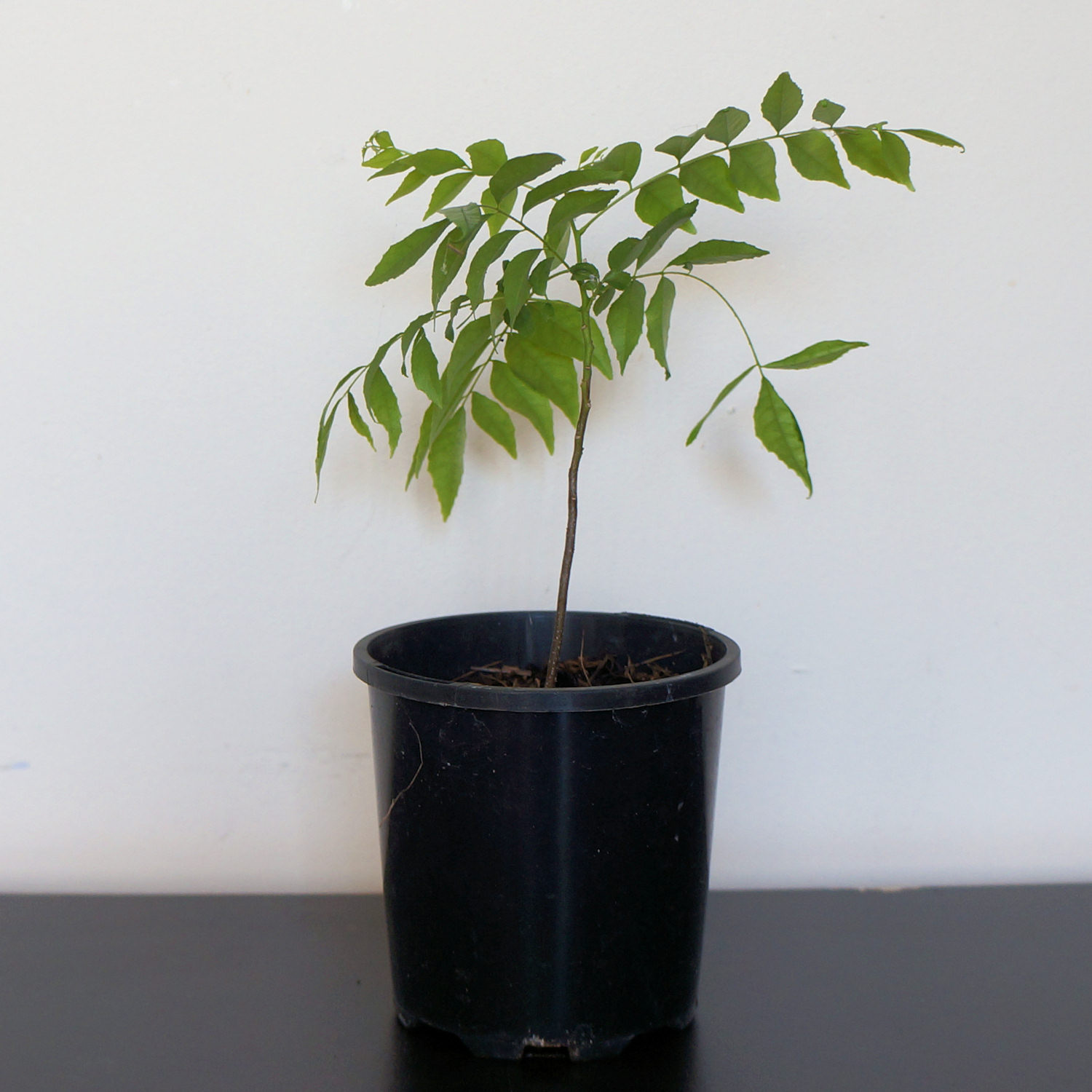 curry leaf tree