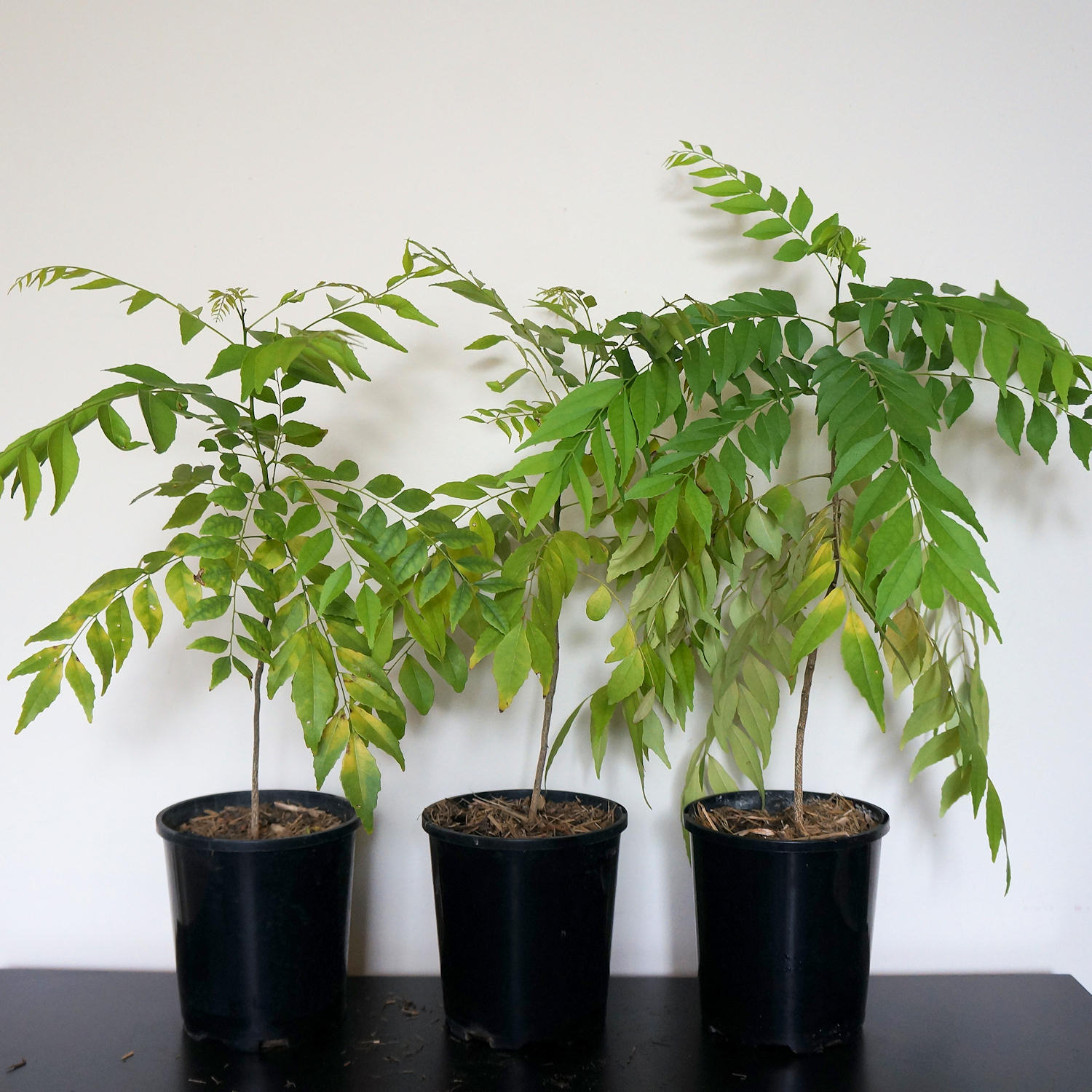 curry leaf tree
