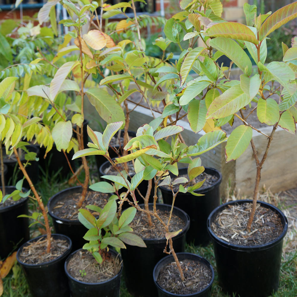 guava plant