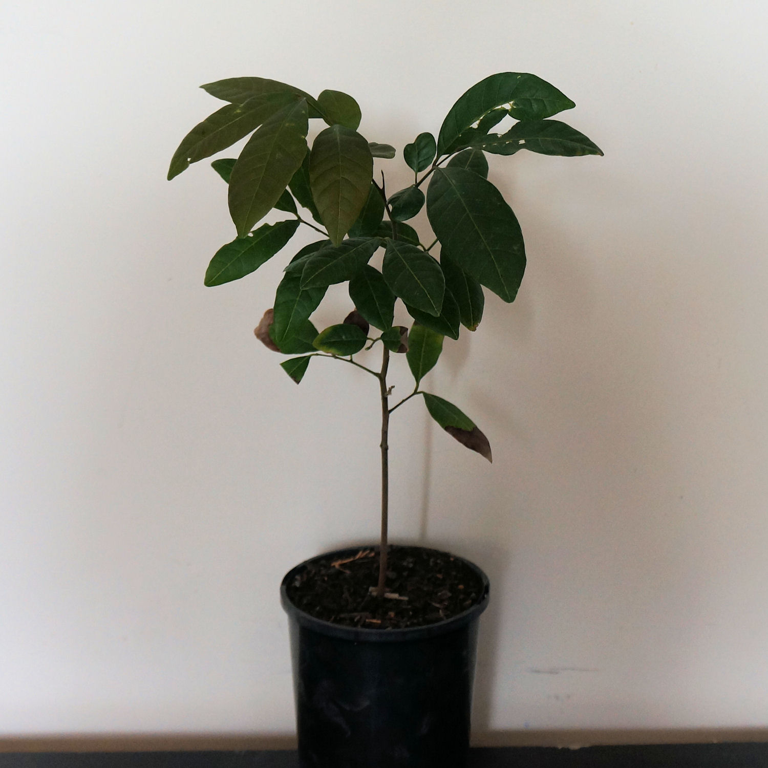 longan plant