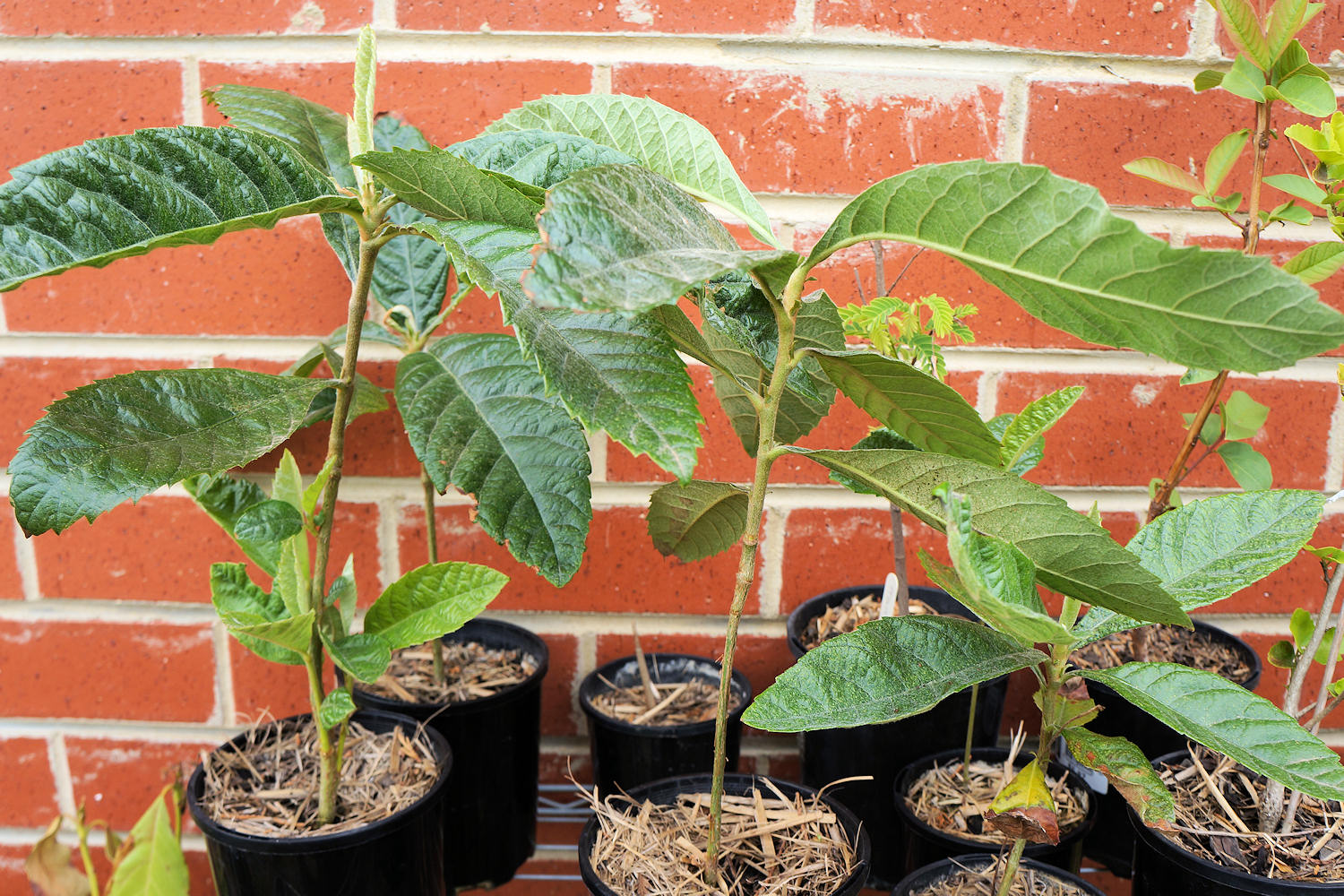 loquat plant